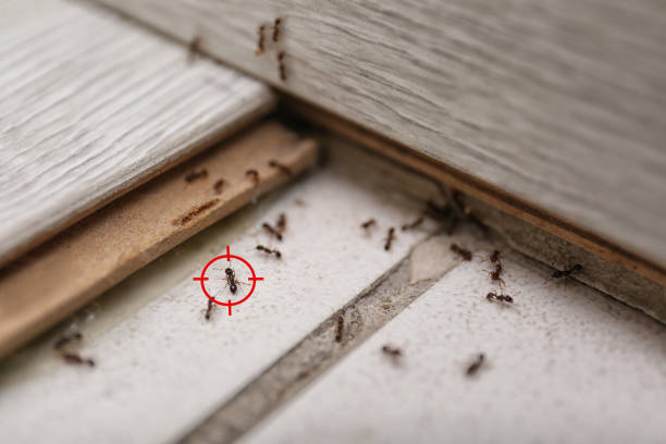 Best Spider Control Near Me  in Dry Ridge, OH