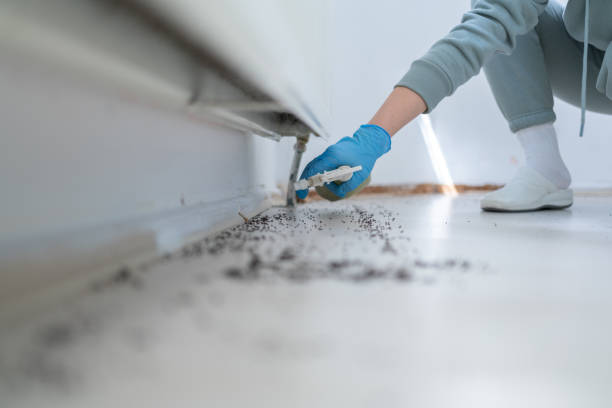 Best Termite Control Services  in Dry Ridge, OH